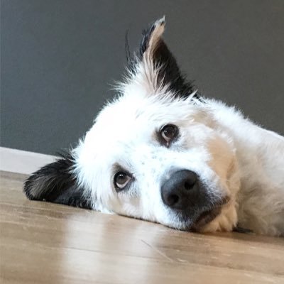 Rescued Great Pyrenees/Border Collie.                Kentucky  to  Brooklyn  to  San Francisco.              I love pizza crusts.