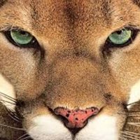 WFHS Booster Club (@wfhsboosters) 's Twitter Profile