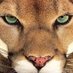 WFHS Booster Club (@wfhsboosters) Twitter profile photo WFHS Booster Club (@wfhsboosters) Twitter profile photo
