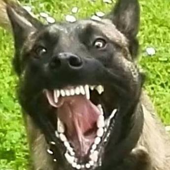 Soy un 🐕Malinois,mi nombre es Iron, me gusta correr por el campo,buscar sustancias y personas. Si me sigues no te morderé.