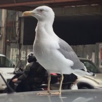 Arda (@ardaaycelik) Twitter profile photo