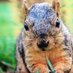 EMU Squirrel (@emusquirrel) Twitter profile photo EMU Squirrel (@emusquirrel) Twitter profile photo