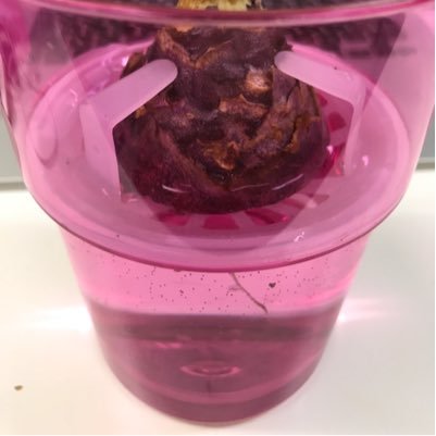 hiYakeee's profile picture. アフィリエイトはじめました。プロフィール画像は栽培中のヒヤシンスです。ヒヤシンスが花を咲かせる頃までにはアフィ成功していたいです(*´ー｀*)ときどき成長日記を呟きます。⇦ヒヤシンスの