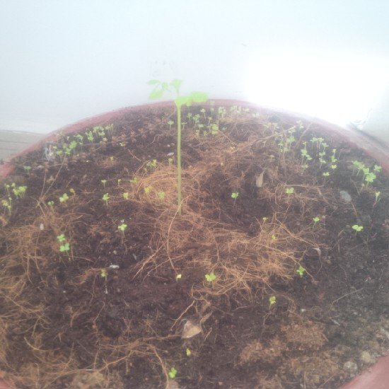 de76uv1's profile picture. 