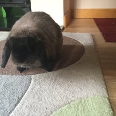 bunnyrabbitcare Profile Picture