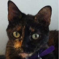 Dorothy Platt (@sisterdoe) 's Twitter Profile Photo