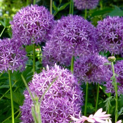 Opengarden4's profile picture. 