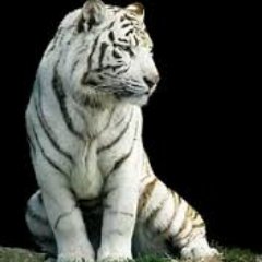 ViseuJNR's profile picture. Psychologist and Researcher. A curious person that aims to know more and more.