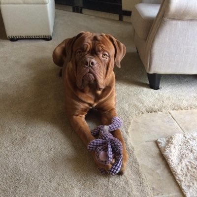 ChrisSurmanek's profile picture. 