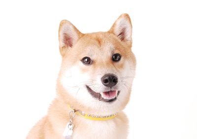 ginjiro0105's profile picture. ソシャゲはチェンクロ、ワンコレ、ツムツム。ポケ森コンプリート始めました😊Appleアーケードもたまにやります。