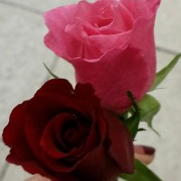 星 (@hoshi_w) 's Twitter Profile