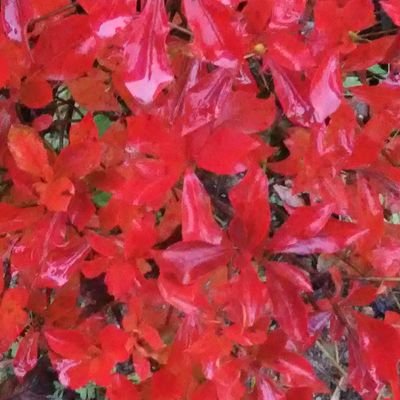 四季リンリン 花を愛でる平和 こんばんは お気持ちわかります ちなみに私は 田舎の本家の長男の大家族の嫁 ギブアップしました