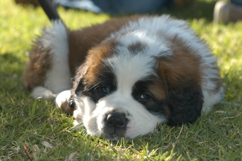 thepepelucho's profile picture. wigs &amp; catchphrases