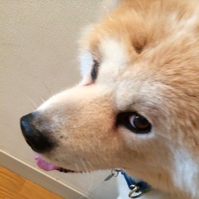 Lovemy秋田犬sryu Yuki Loveakitadog Twitter