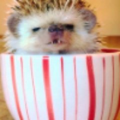 CrazyYozh's profile picture. 