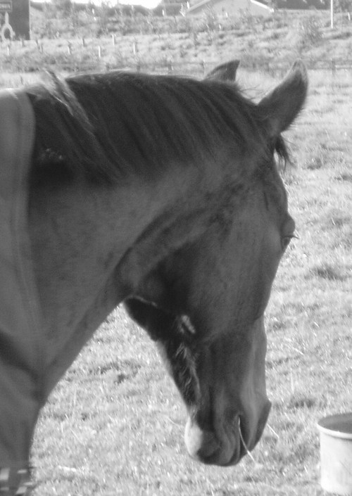 mambosmum's profile picture. 