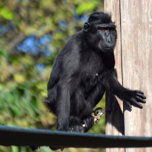 Former monkey-on-the-run from @MemphisZoo