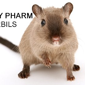 We are an American Gerbil Society registered gerbil breeder located near Denver in Aurora, Colorado. Our goal is to place our gerbils in loving homes.