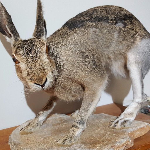 lanos29's profile picture. Stelios Lanitis