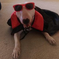 . (@horse_god) 's Twitter Profile Photo . (@horse_god) 's Twitter Profile Photo