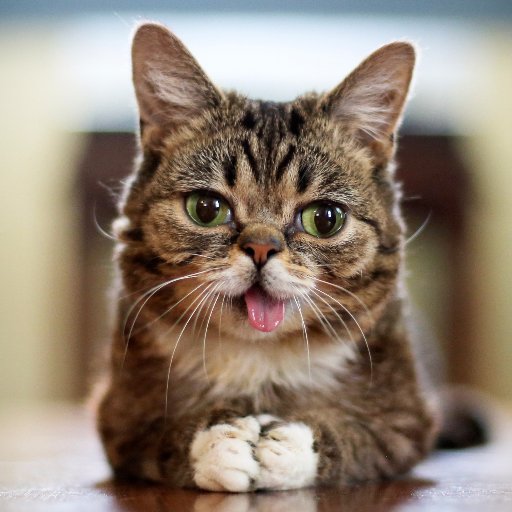 Lil BUB is a one of a kind space cat. Since landing on Earth, she's raised over $500,000 for homeless pets, and changed thousands of lives for the better.