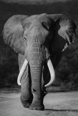 ndlovu_tsholo's profile picture. 