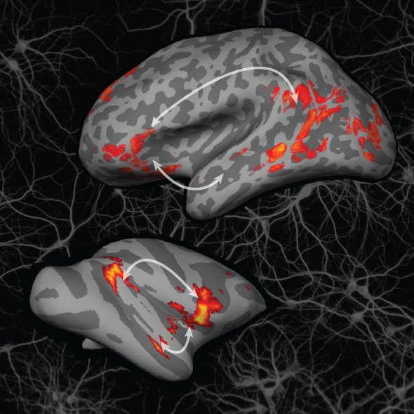 Assistant Professor at Emory University and Emory Primate Research Center. Comparative neuroscientist, studying how the brain evolved to support language.