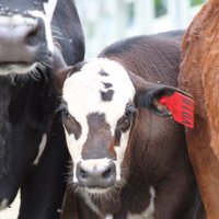 Virginia Farm Bureau (@vafbnews) 's Twitter Profile