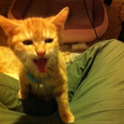 tamarinace's profile picture. たまりんです。 自分が大好きです。 でもイケメンではありません。 既存キャラ合成ラッシュで、更にはモチベ低下。長年プレイしてきたのだから、サ終まではプレイしたい😩が、「後は見切りの問題です」