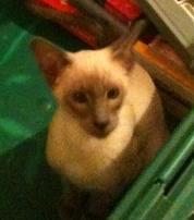 CocoTheEvilCat's profile picture. I'm a cat, what can I say? Miow!