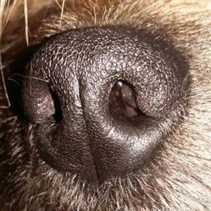 Coaching for people and dogs by professional dog trainer Sara Hawkswell. Helping you to teach your dog the life skills they need to be a great family member.