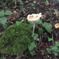 Michelle (@formula1_m) 's Twitter Profile Photo