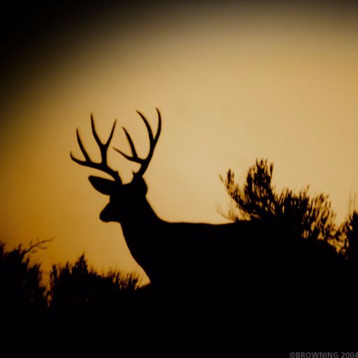 odellkerley's profile picture. 