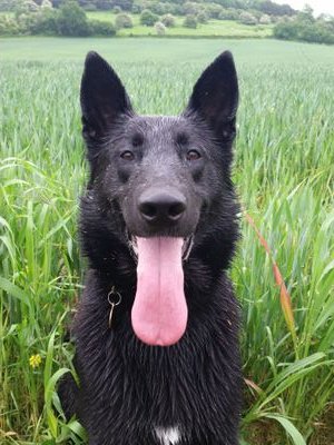 Warwickshire GP/FSD Police Dog.              Good I lick,  bad I bite! 🐾 Now with Bella a SSD.