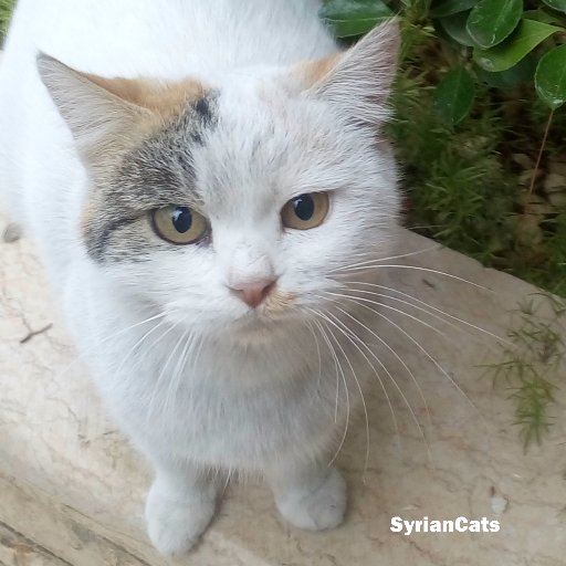 Welcome to Syrian cats world ✌(=^.^=)
All photos & videos are taken and filmed in Syria.
We don't accept donations.