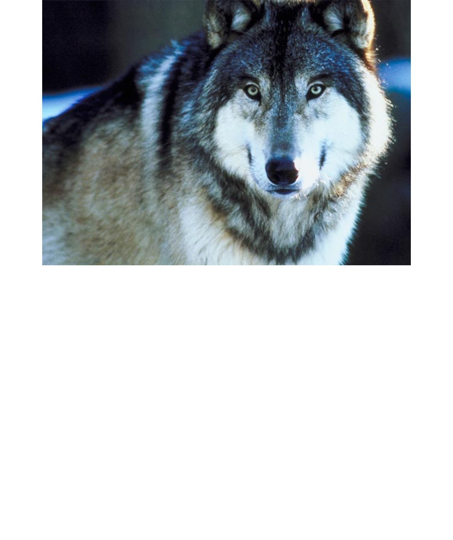 IkemajohnMJMCC's profile picture. AUDIE MURPHY