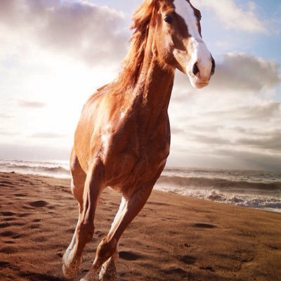 Bestisb's profile picture. Hästar❤️👌🏽