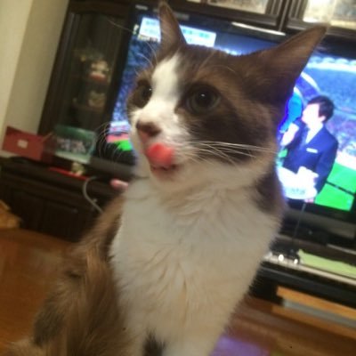 neo3141's profile picture. 近大院 エレ系 FC.FiolE  #猫中心の生活