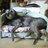 spottedlurcher's profile image
