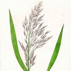 Official account for the Ontario Phragmites Working Group