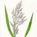 Ontario Phragmites (@ontariophrag) Twitter profile photo Ontario Phragmites (@ontariophrag) Twitter profile photo