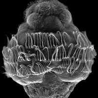 Wanninger Lab (@wanningerlab) 's Twitter Profile Photo Wanninger Lab (@wanningerlab) 's Twitter Profile Photo