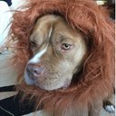 Jodi Spear - @pitbullmommaof2 - Twitter