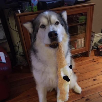 shitbreak91's profile picture. 