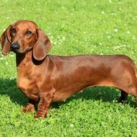 stock photo dachshund(@weiner_doggy) 's Twitter Profile Photo