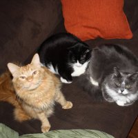 The Mess Cats & Charlie!(@themesscats) 's Twitter Profile Photo