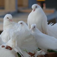 sedat bulut (@kekomkars) 's Twitter Profile