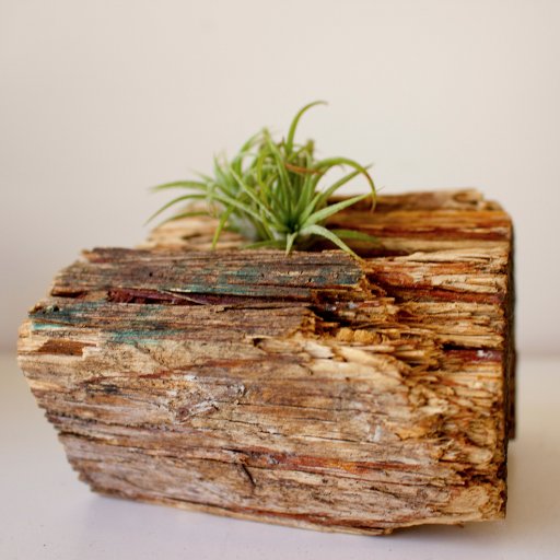 timelessdesign4's profile picture. 