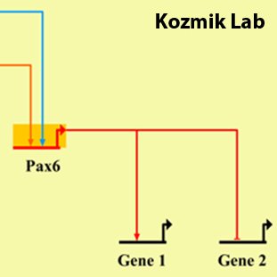 Lab interested in gene regulation, embryonic development and evo-devo
