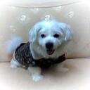 dick Tai - @dick426HK - Twitter